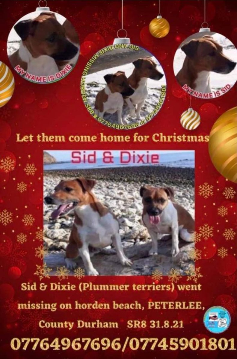 The_Animal_Team's tweet photo. #PlummerTerriers #Sid &amp; #Dixie disappeared from #HordenBeach #CountyDurham #SR8 area, on 31/8/21. Please don't forget about them.😢FB Group: https://t.co/DfXw14qN4t #MissingDogs #dogsoftwitter #dogs #NorthEast https://t.co/CJ03Hhkmvw