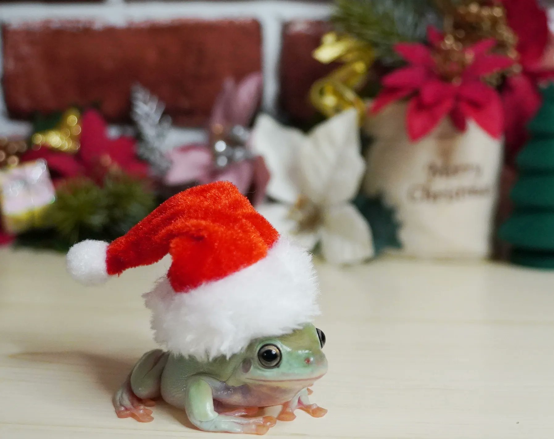 Frogfrog おはようございます 12月24日 クリスマス イブ キリスト降誕祭である12月25日の前夜 Eveは夜 晩を意味する古語evenから 来たものでクリスマスの夜という意味 皆様にクリスマス が届きますように クリスマスイブ Eve サンタさん