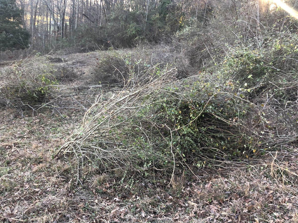 DarylChandler's tweet image. Great day of working on the farm! Cleaning the mountain side is coming along well!