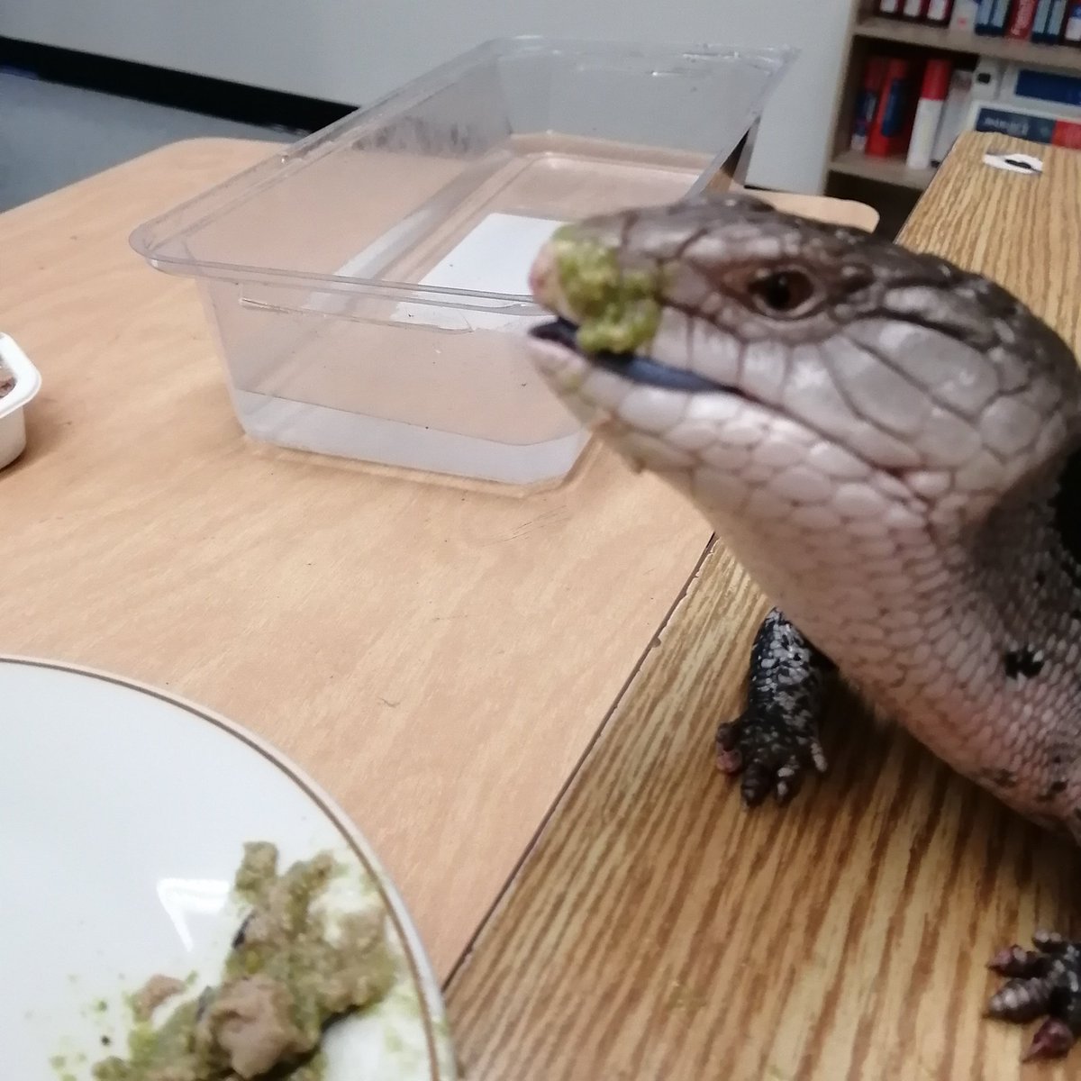 jacobporter's tweet photo. When #Shakespeare #Rex is eating, sometimes it looks like he sneezed. 😂

#reptile #reptiles #skinks #skincare #skincareroutine #classroom #pet https://t.co/2Npn0t8Zw3