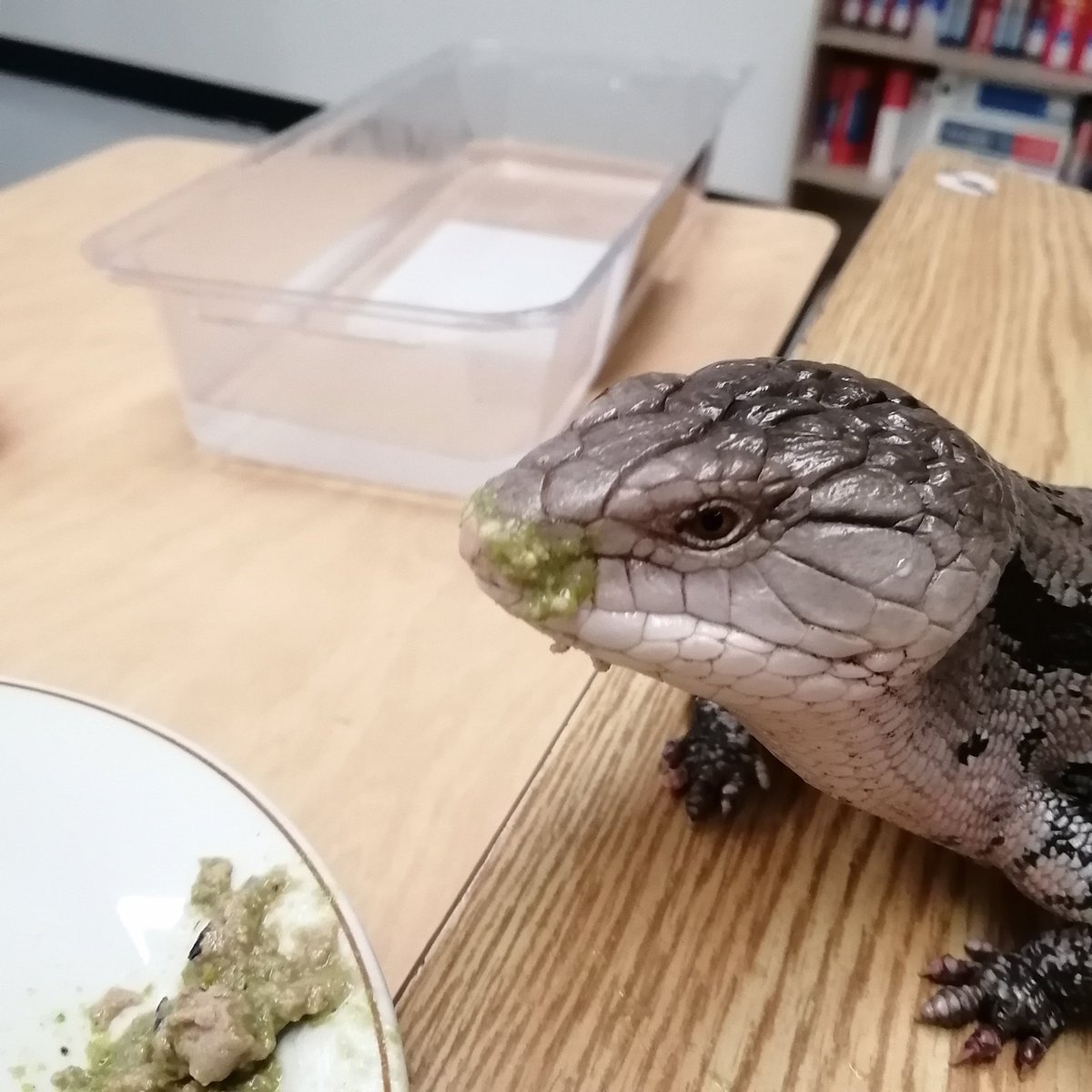 jacobporter's tweet photo. When #Shakespeare #Rex is eating, sometimes it looks like he sneezed. 😂

#reptile #reptiles #skinks #skincare #skincareroutine #classroom #pet https://t.co/2Npn0t8Zw3