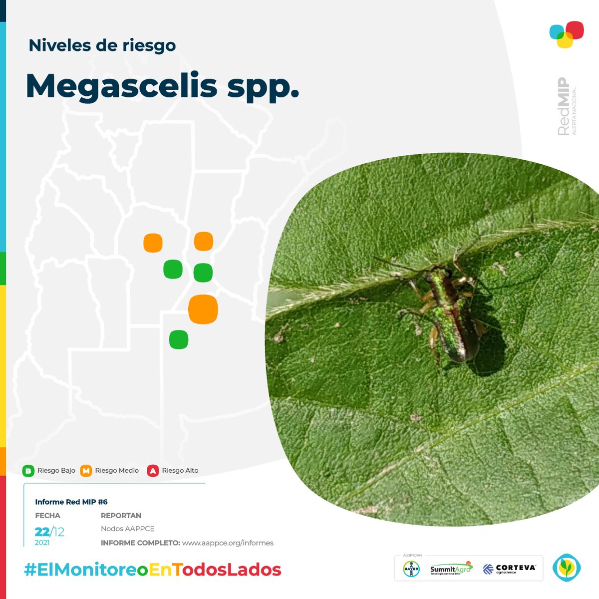 AAPPCE's tweet photo. 🌱 ¿Qué dicen esta semana los reportes a #RedMIP sobre #Megascelis spp.? 👉 https://t.co/JlH4Fp60m6
#ElMonitoreoEnTodosLados #InformeRedMIP #Soja https://t.co/zbgfH5n3eL