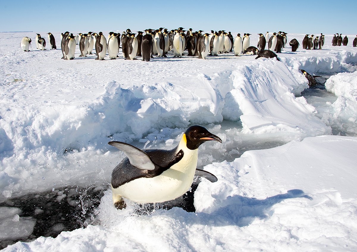penguin jumping on ice