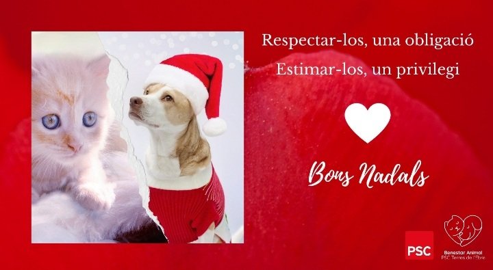 Ells també mereixen un Bon Nadal
#adoptanocompres #NoAlAbandonoAnimal