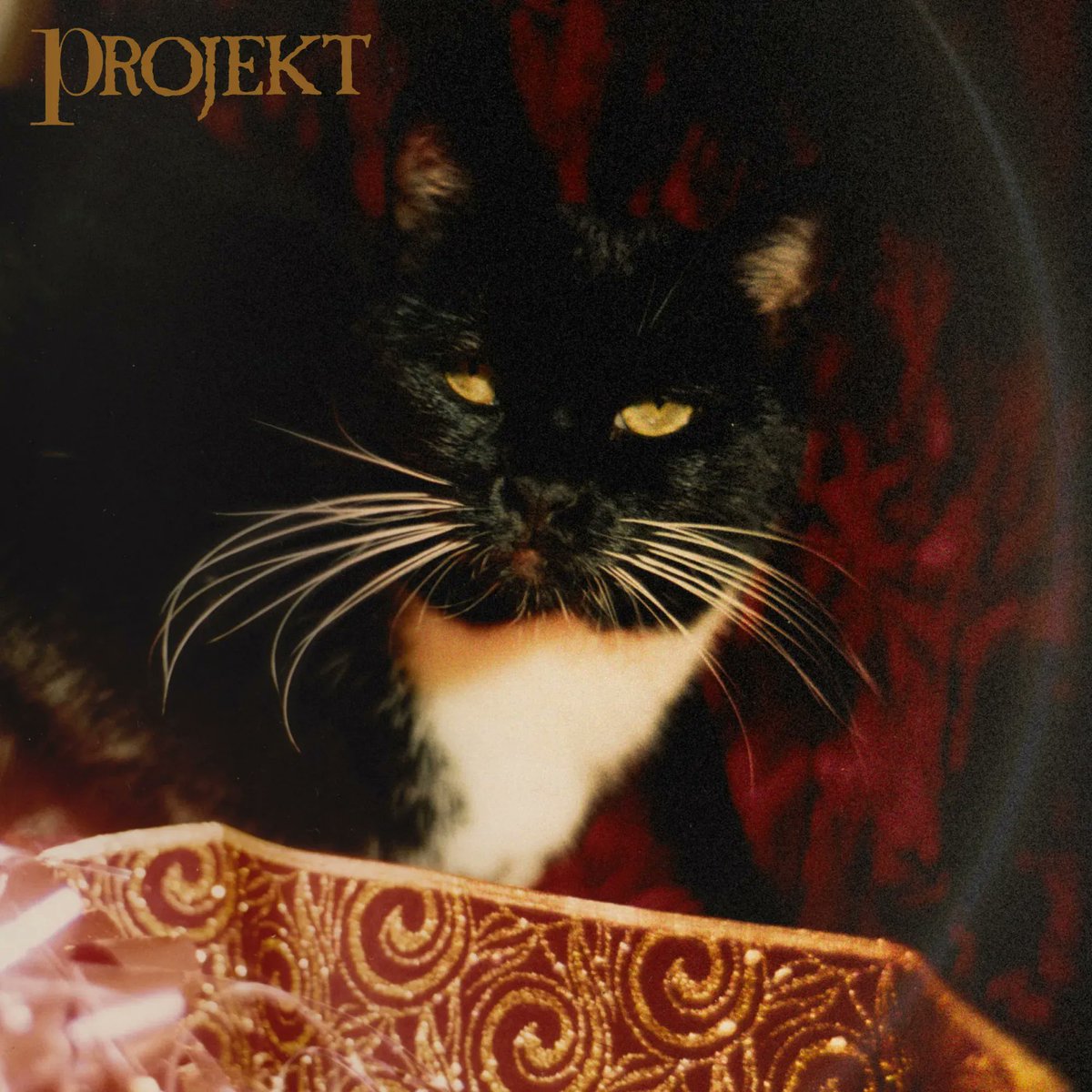 ProjektRecords's tweet photo. Happy Holidays from #ProjektKitty.
This is Harley. 2001, from the photoshoot for the Excelsis 3 EP. https://t.co/Qn8WwEJLQq