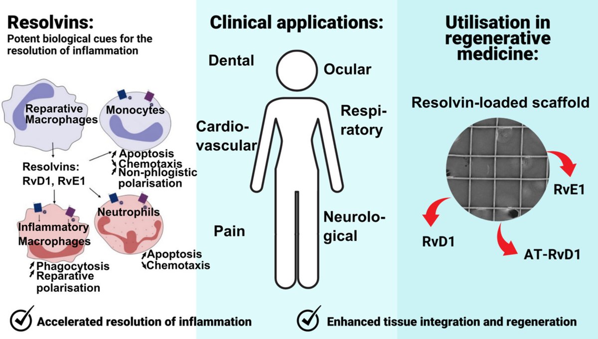 @CNSerhanLab @JuliaB_fitness @foundmyfitness @rhg_1 @AnnualReviews @Kat_Arney @NatRevNeph Merry Xmas to everyone, try to make this a regenerative season🎄A new review on Resolvins in regenerative medicine💖Many potential therapeutics but high-purity/potency precursors (EPA/DHA) is the way to systemically increase multiple pro-regenerative SPMs! sciencedirect.com/science/articl…