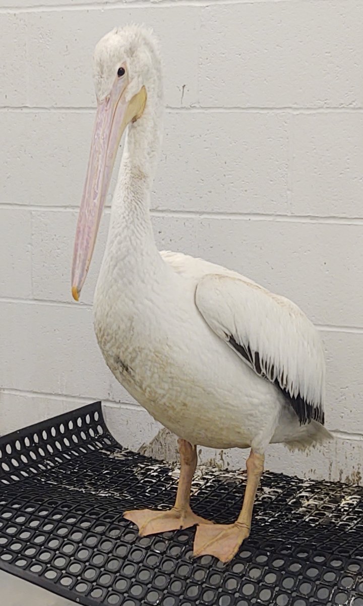 Last Minute Stocking Stuffers and Gifts, Holiday Hours, and WILDLIFE - mailchi.mp/nebraskawildli…