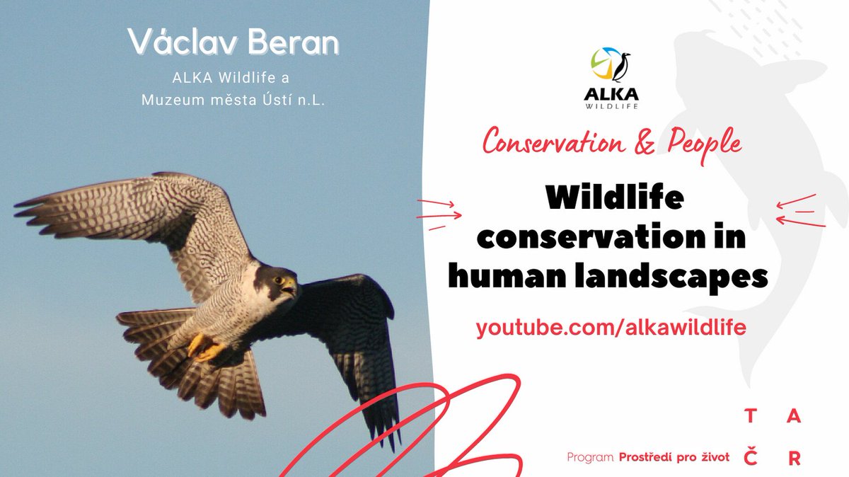 AlkaWildlife's tweet photo. The Peregrine falcon population in the Czech Republic has now reached more than 35 pairs and is steadily increasing. Watch this talk to know how the growth trend was boosted in 2011 by a new skill. https://t.co/OUaTrntO7N