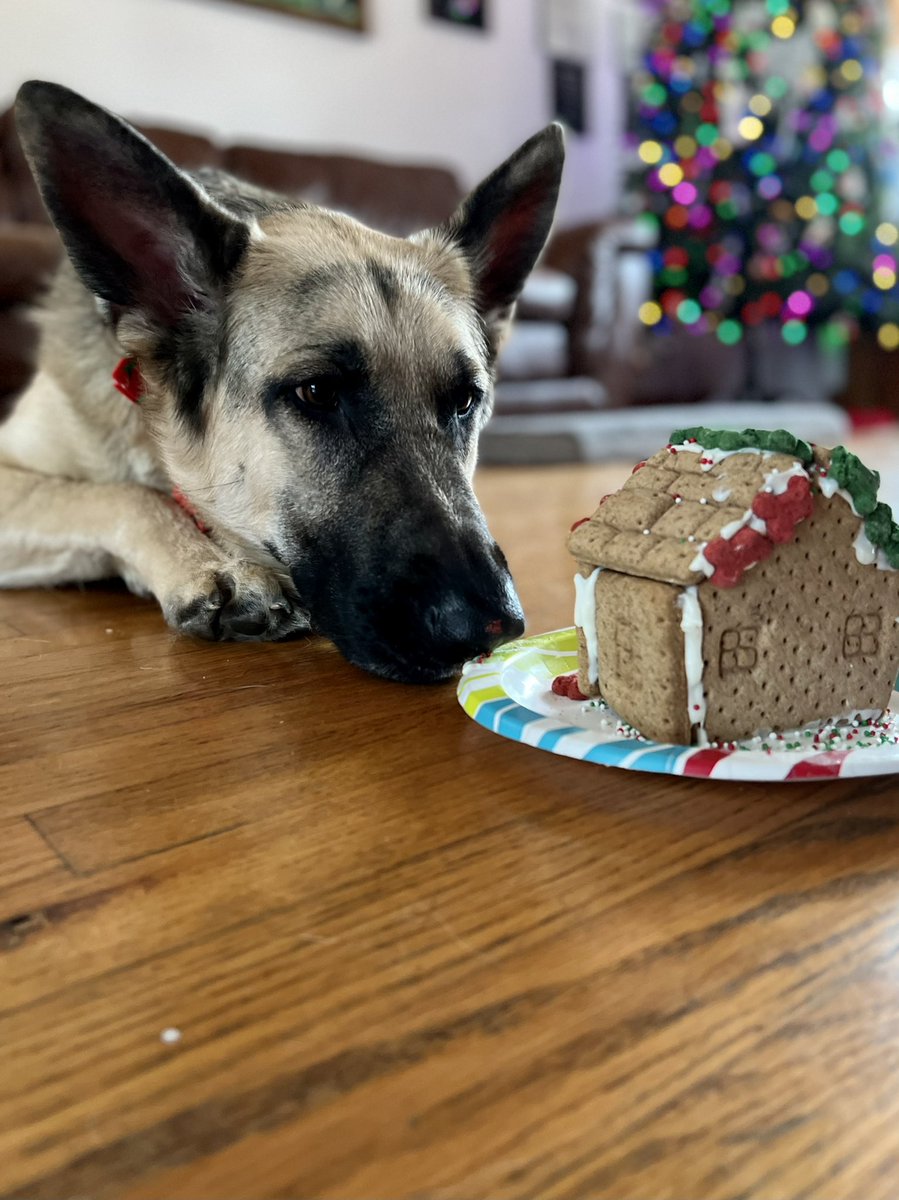rob0729's tweet photo. Dexters waiting for his @barkbox gingerbread house https://t.co/YdXGtEztso
