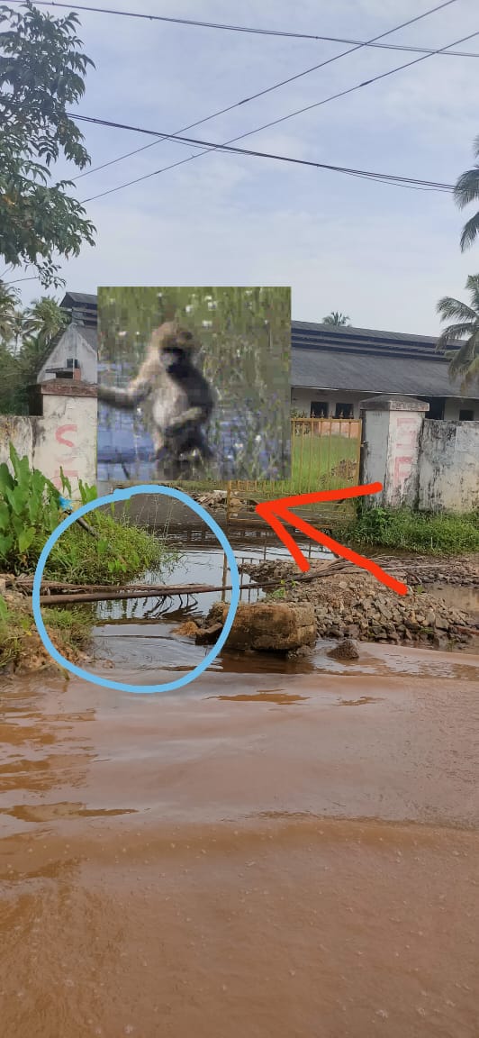 My friend told me this is a road in allapuzha. But I don't know if this is my eyes promblem. Is it a river or road. <a href="/CMOKerala/">CMO Kerala</a>  <a href="/kerala/">kerala</a>
