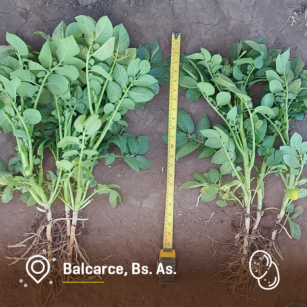 Amauta Agro tweet media