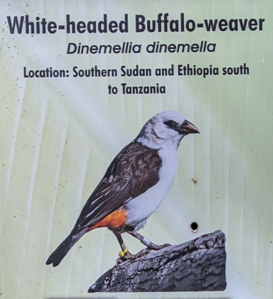 topanimalfacts's tweet photo. The white-headed buffalo-weaver takes about 15 days to weave a complete buffalo, so if you wanted one for Christmas you should've asked sooner. https://t.co/Es9dHdXHgD