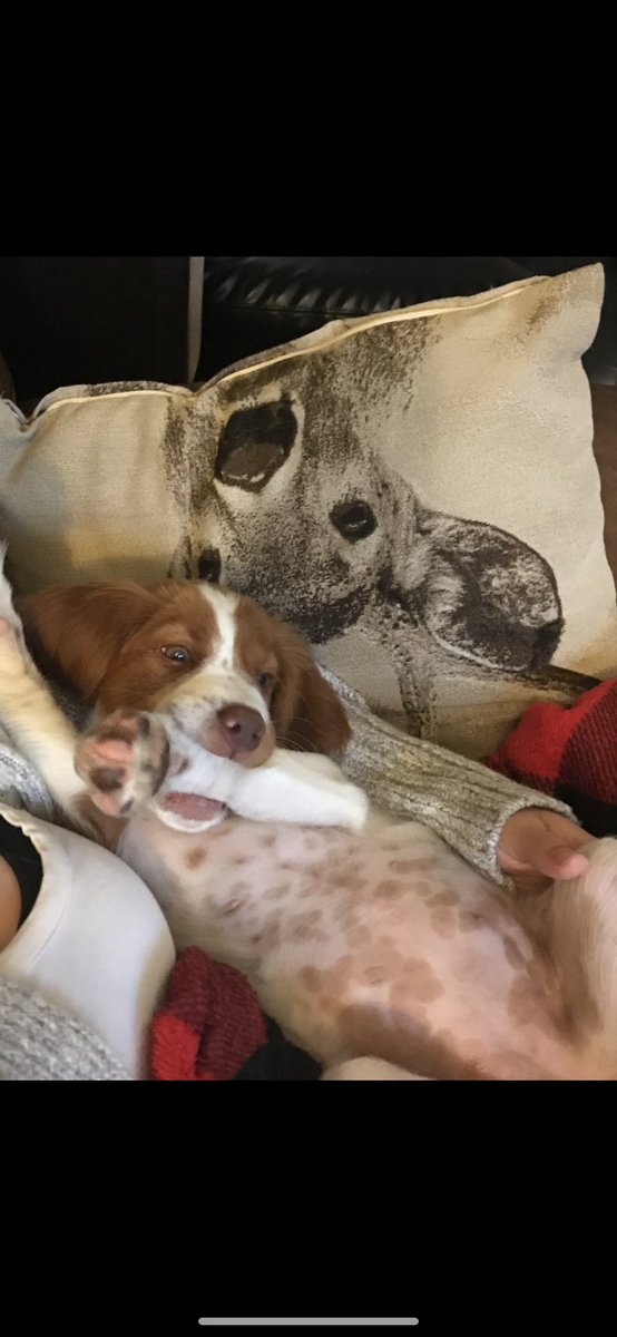 LantzyChee's tweet photo. @JlynNye She’s beautiful. Sometimes I miss those crazy puppy days and sometimes not! 😃 https://t.co/Pl5d9Mo6Ky
