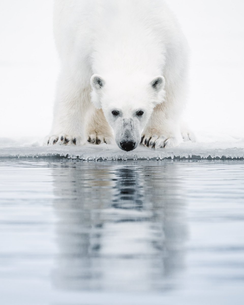 A moment that will stick with me forever. At the edge of the fast ice with this beautiful Polar Bear on the western coast of Svalbard.