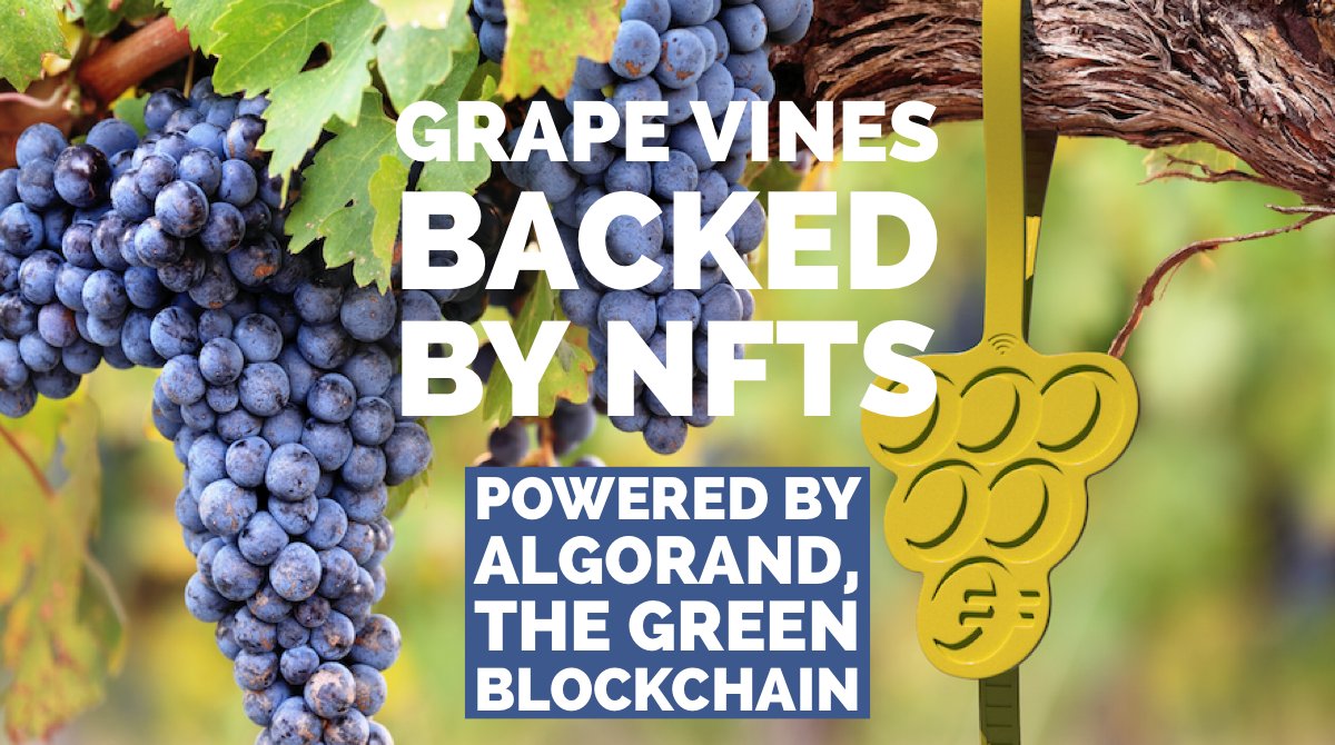 LiquidVineyards (@LiquidVineyard) / Posts / X