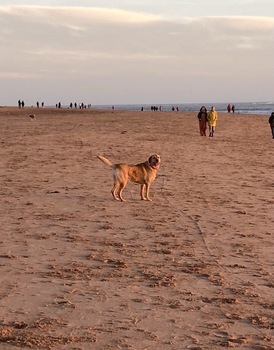 PeterRobinMason's tweet photo. Took Honey to Exmouth this afternoon. She had a great run and swim. https://t.co/rKe06xk5Ly