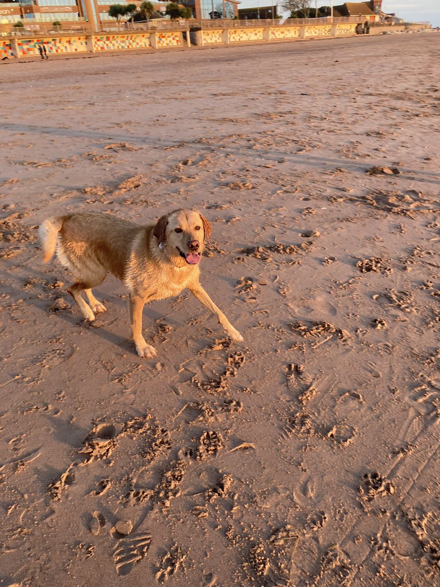 PeterRobinMason's tweet photo. Took Honey to Exmouth this afternoon. She had a great run and swim. https://t.co/rKe06xk5Ly
