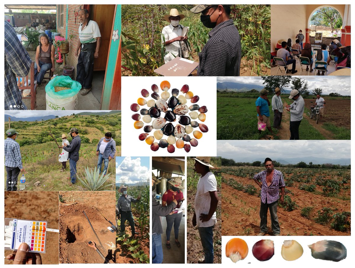 RicinoMex's tweet photo. ¡¡Maíces criollos una alternativa mas para el desarrollo de comunidades rurales de #Oaxaca!!
#MasAgro #CultivosParaMéxico #HubPSur 
@accimmyt
@Agricultura_mex
@vmva1950
@santiagosargue
@Ricinomex https://t.co/0r4ttYTOqy