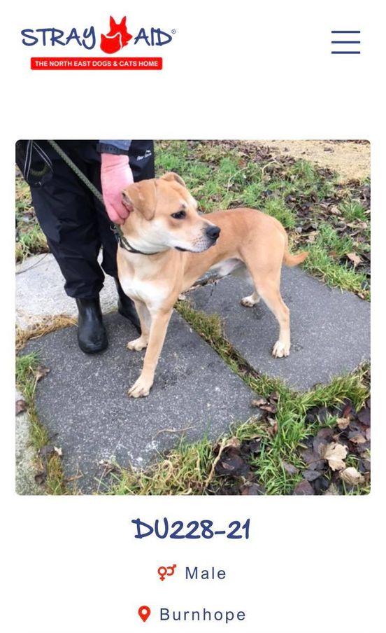 The_Animal_Team's tweet photo. #StrayDogs #Found #NorthEast & now with #StrayAid. ☎️03009994247. https://t.co/AQ18kVwigc #dogs #dogsoftwitter #FoundDogs #Middlesborough #Burnhope https://t.co/rmqRHXUR7N