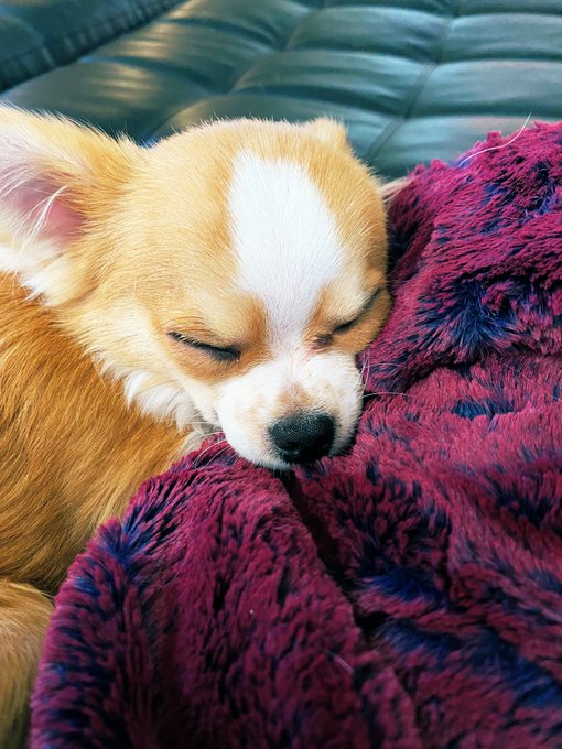 my lil man ❤️ 🐕 🦊 #longhairedchihuahua #puppy #love #adorable #cozy https://t.co/7vhc9hvKqk<a href="/tag/longhairedchihuahua"class="tags">#longhairedchihuahua</a><a href="/tag/puppy"class="tags">#puppy</a><a href="/tag/love"class="tags"><span>#love</span></a><a href="/tag/adorable"class="tags"><span>#adorable</span></a><a href="/tag/cozy"class="tags"><span>#cozy</span></a>