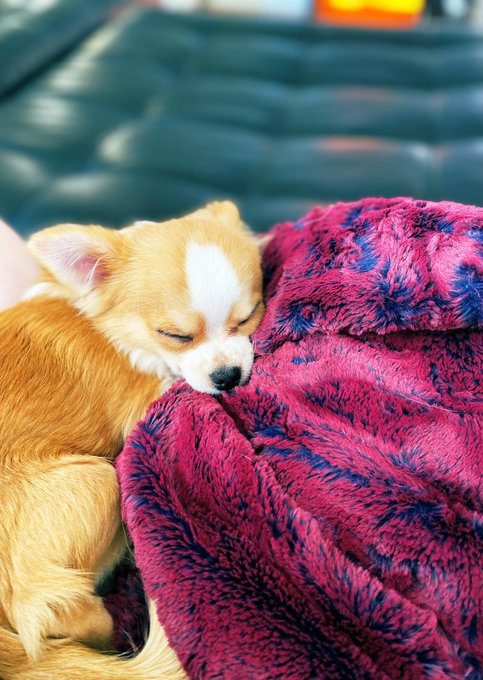 my lil man ❤️ 🐕 🦊 #longhairedchihuahua #puppy #love #adorable #cozy https://t.co/7vhc9hvKqk<a href="/tag/longhairedchihuahua"class="tags">#longhairedchihuahua</a><a href="/tag/puppy"class="tags">#puppy</a><a href="/tag/love"class="tags"><span>#love</span></a><a href="/tag/adorable"class="tags"><span>#adorable</span></a><a href="/tag/cozy"class="tags"><span>#cozy</span></a>