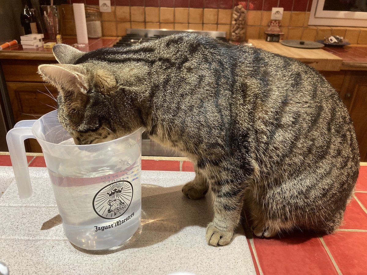 Dois je vraiment préciser qu’elle a en permanence un bol d’eau parterre?
Mais boire en altitude, hein…
