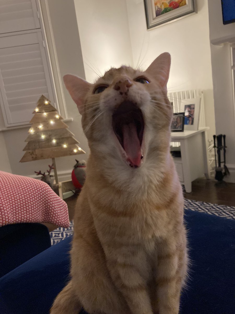 Marmslife's tweet photo. Love singing Catmas Carols 🐱 #CatsOfTwitter #cats #cat #Caturday #catsofinstagram #catlovers #ChristmasTree #marmalade #carols #jinglecat https://t.co/Y3sAHBNGye