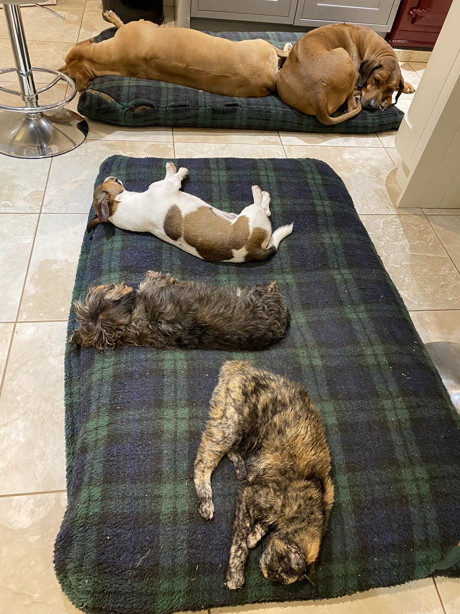 LukeGamble's tweet photo. Happy Christmas everyone - good to see some of the family aren’t overdoing it in the crazy run up to the big day! #ownthebed https://t.co/HXFXQsI127