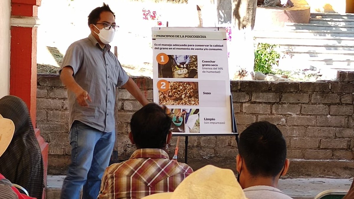 RicinoMex's tweet photo. De poco sirve el tiempo, esfuerzo y dinero dedicado en el campo, si descuidamos la #Poscosecha. #CultivosParaMéxico promueve #TecnologíasHerméticas, asegurando la calidad de granos y semillas en #Oaxaca.
@accimmyt @Agricultura_mex @vmva1950 @santiagosargue  @HubPSurCimmyt https://t.co/ufMheUZ4ab