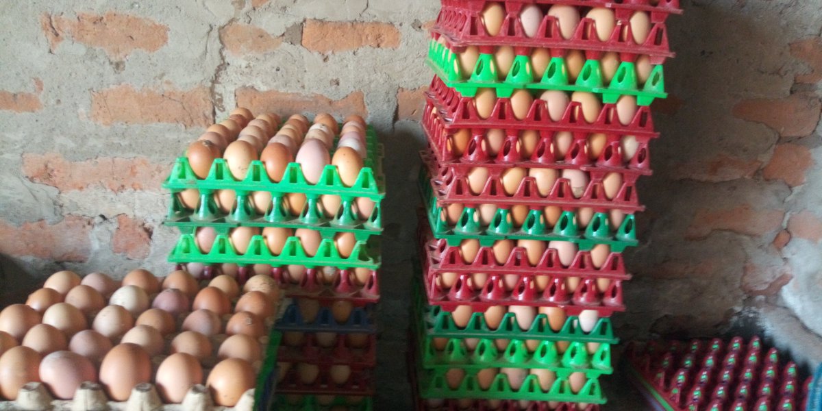 tech4farmers's tweet photo. Eggs available in Orawa. Call 0772 370795 or 0753122374 to order. Happy Holidays! https://t.co/q5Bagrdebj