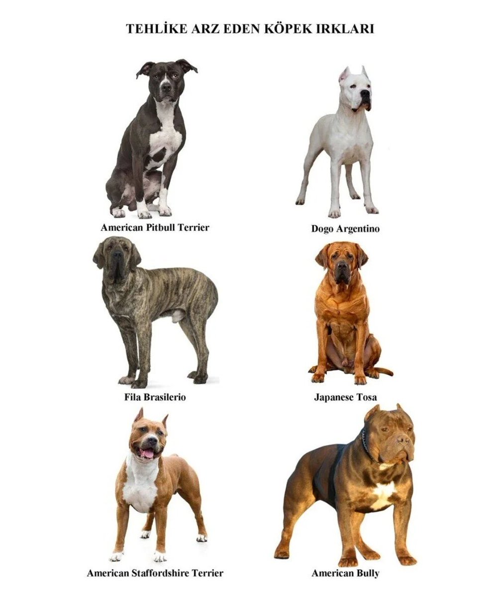 Bu ırkların hepsi yasaklansın 👇🏿👇🏿👇🏿👇🏿👇🏿👇🏿👇🏿👇🏿#pitbullyasaklansin