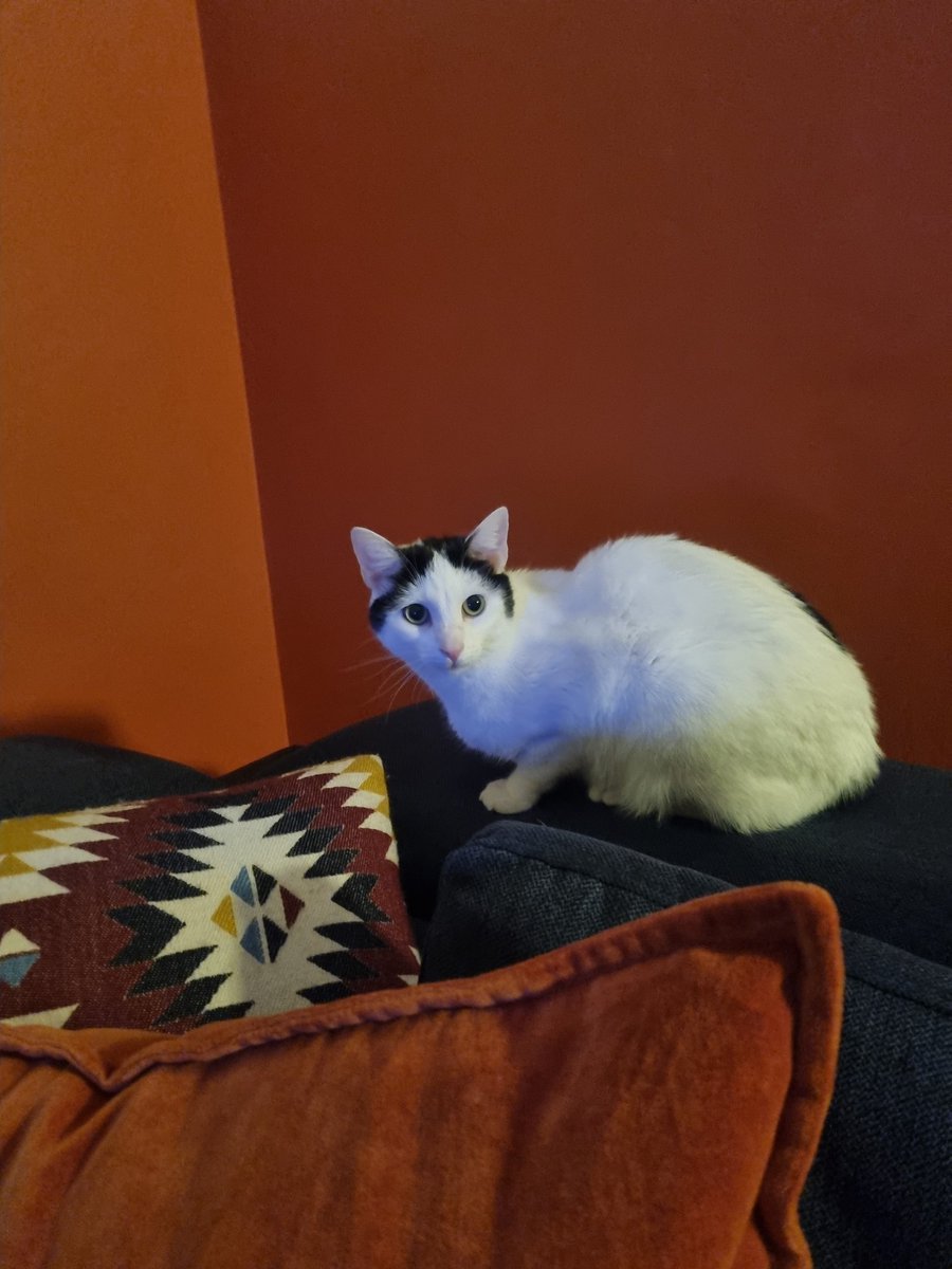 Minaa_x1's tweet photo. Mijn naam is Odette en na mijn waanzinnig slechte wendag vorige week waarin ik ons moeder heb ondergepist nadat ik na 17uur nog niet vanonder de zetel wou komen, ben ik nu op mijn eerste nieuwe avond volop op verkenning! 😻😻 (&amp; 't baasje is zú blij &amp; opgelucht) #catmove #newhome https://t.co/2dev6Ki2jF