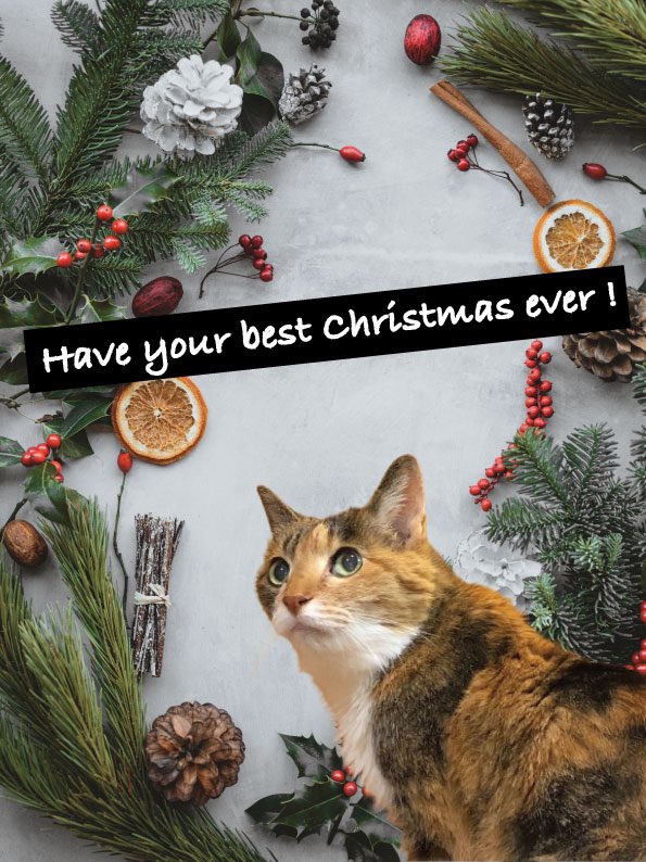 Kitten Holic S Tweet 猫 21才 高齢猫 猫グッズ 猫雑貨 これが私のお店 北海道 札幌 Xmas クリスマス Christmas Trendsmap