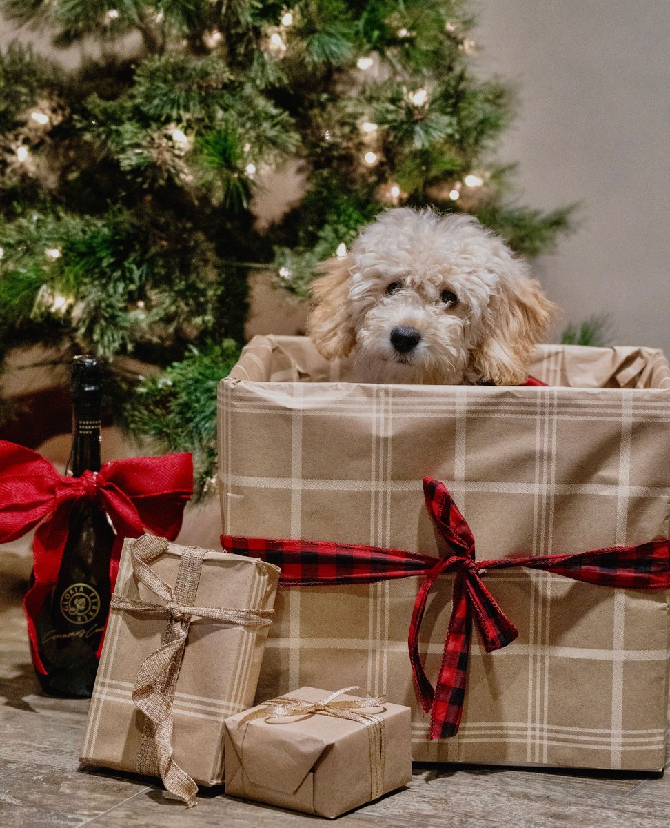 Please note our special holiday hours and our 6-day closure below. Our team has earned some time off to #celebrate the new year with family, furry friends, and #bubbly! 🥂

Fri 12/24: 10:00AM-3:00PM
Sat 12/25: Closed
Fri 12/31: 10:00AM-3:00PM
Sat 1/1 - Thurs 1/6: Closed