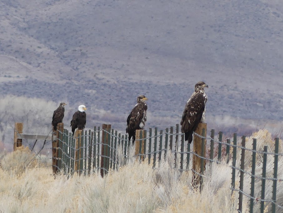 lglevanik's tweet photo. My #dailyinat goal has taken me on some pretty cool adventures this year... including seeing my first ever burrowing owl and a family of bald eagles! Thanks @inaturalist for creating such a cool community for nature exploration 🌿 https://t.co/SqaASNDWxK