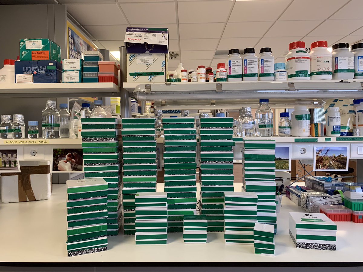 mariajodem's tweet photo. Cuando acabas el año con la sensación de los deberes hechos. Limpieza en el laboratorio 🧫🧪 Nos gusta el campo y recoger muestras de #almendro pero en el laboratorio hay detrás un arduo trabajo con el ADN 🧬Ahora todo publicado @beaforta y tesis depositada @Al_Montesinos.Gracias https://t.co/BHP0IyxLWN