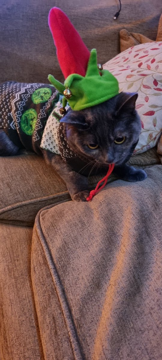 Rosie #IzzyandTrixies mum 🐱 tweet media