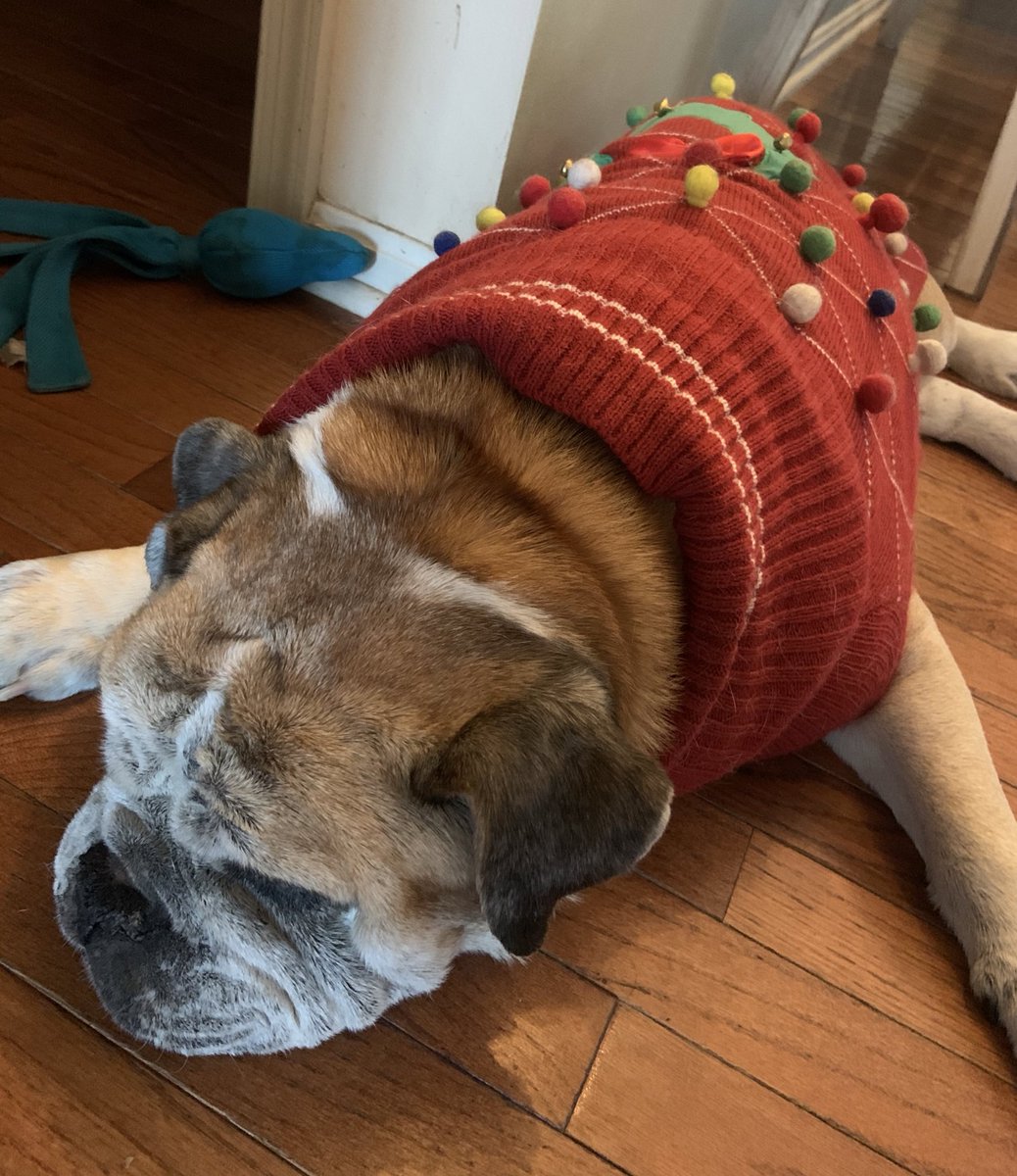 CharlieTheBull4's tweet photo. Bring  on the holidays! https://t.co/1zs4gS5NBE