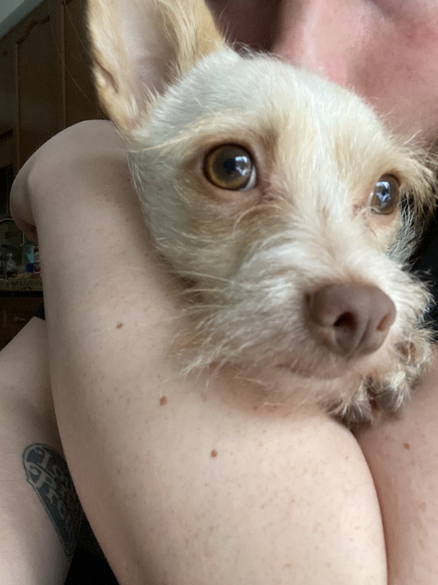 deannawidmeyer's tweet photo. My evenings after work mostly just consist of me reminding my boyfriend that our dog is the cutest thing on the planet https://t.co/mQap7TEdOF