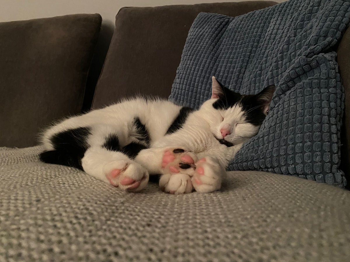 pennysprout's tweet photo. @SusanCalman #catoftheday Frank in his usual evening spot , likes his creature comforts https://t.co/pfdLyYC60i