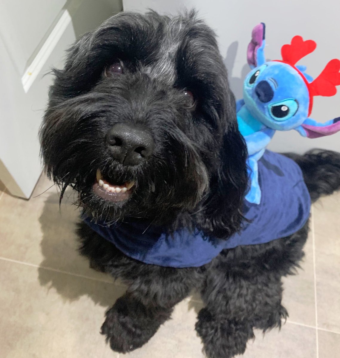 EmilyMarch1993's tweet photo. Look how cute he is with his little stitch friend! 🎅🏼❤️ https://t.co/E1U2dThL0W