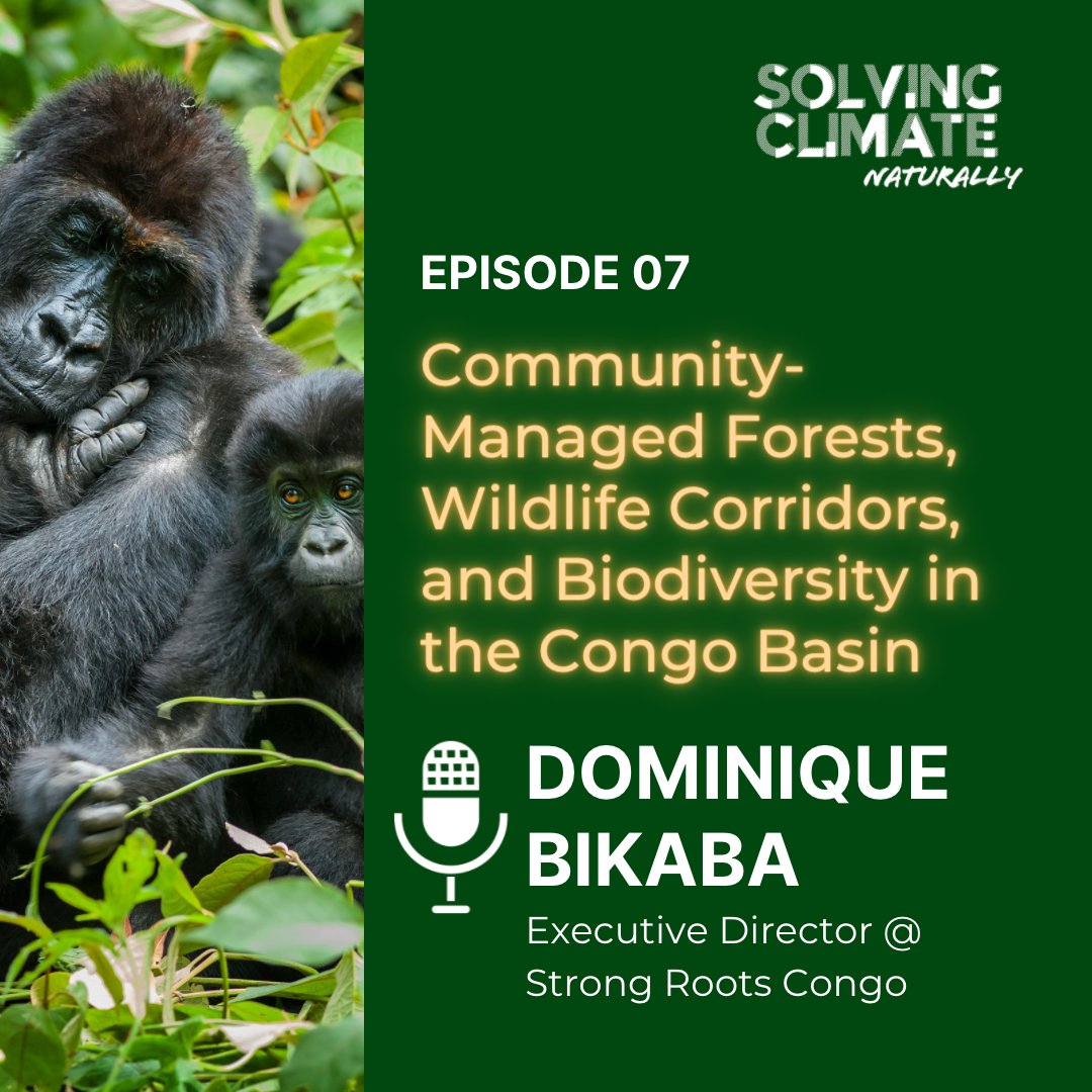 SCNpod's tweet photo. Episode 7 is out! @kate_wharton_ sits down with @Dominiquebikaba to talk about his work with Strong Roots Congo and the past, present, and future of the forests of the Congo Basin. Tune in via @ApplePodcasts and @spotifypodcasts!  https://t.co/7p85HqBPxR https://t.co/m0lSzKNAr0