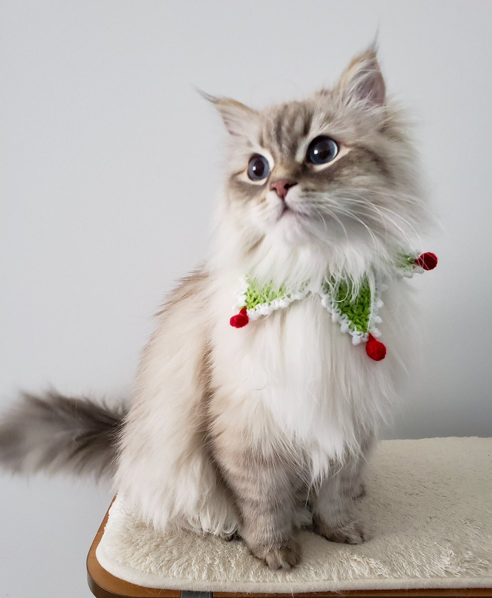 ClavesNetwork's tweet photo. We had to choose the cutest Christmas photo we could find, to help us wish you all the very best for a family Christmas full of FUN and JOY! Our team will be here, ready &amp; raring to go in the New Year, so we hope to see you then 🎄🥳 https://t.co/IRG3pP7H0k