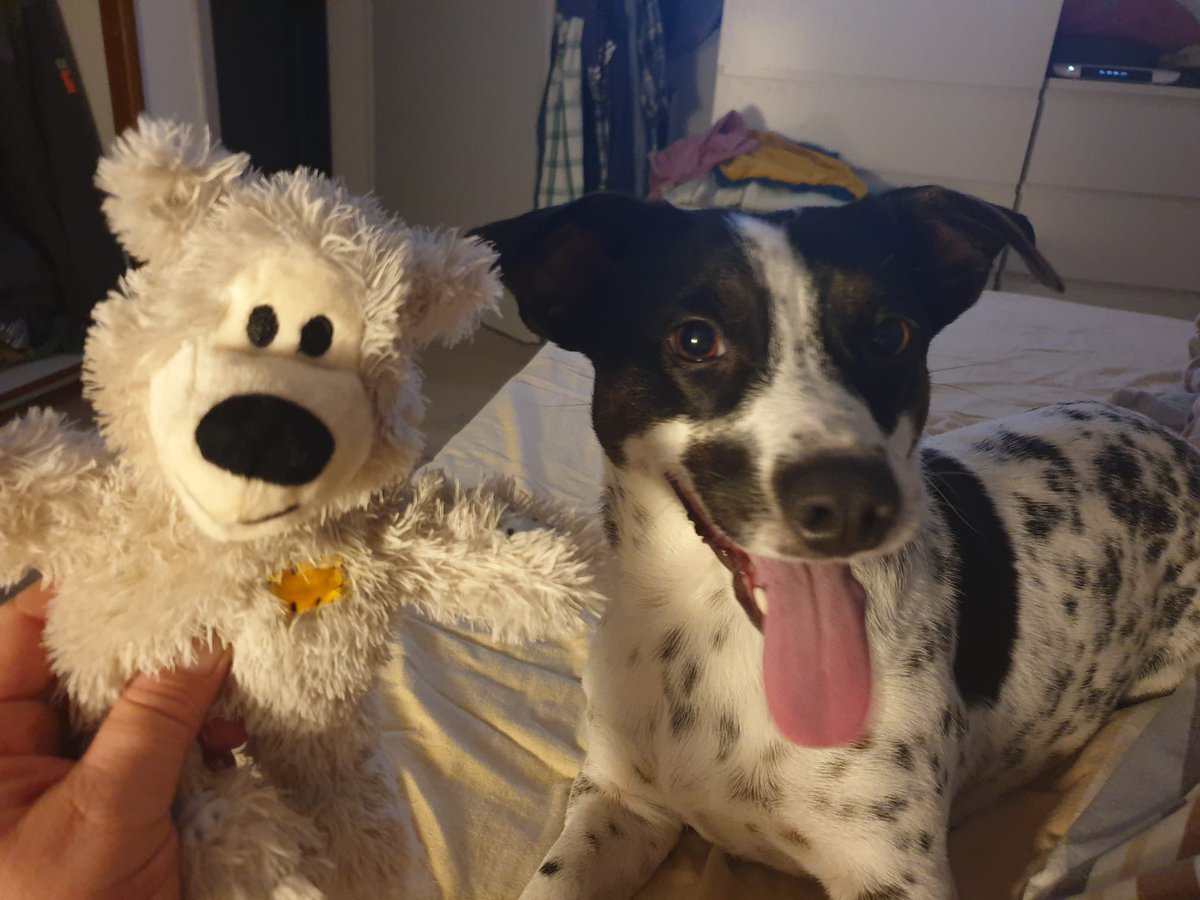 Bambilicous2's tweet photo. One of our foster dogs who found a very lovely family - cookie is so happy in her new home. Have you ever fosted a dog?

#AdoptDontShop #AdoptDontBuy #streetdogs #fosterdog #cutedogs #dogs #CuteAnimals #dogtrainingtips #hunde #hundeliebe #hundeleben #pflegehunde #tierschutzhund https://t.co/Fab5AAQeyG