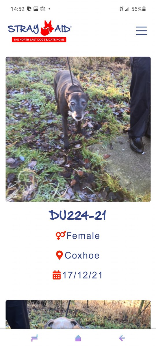 The_Animal_Team's tweet photo. All these #straydogs & more are still with #StrayAid #Coxhoe #Durham. https://t.co/UmXm7FZVSk & https://t.co/ar1ugK9fjx #Strays #FoundDogs #CountyDurham #dogsoftwitter https://t.co/HmAUmvRMS0