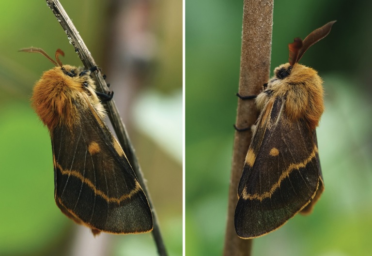 ActaEntomol's tweet photo. Our Christmas present is Lemonia batavorum, a new species of a large moth which remained overlooked in Europe until recently, despite all the intense lepidopteran research! Discovered by DNA barcoding, but morphological differences were very easily found!
https://t.co/1CxWCJIVXH https://t.co/Wbf4j7itWT