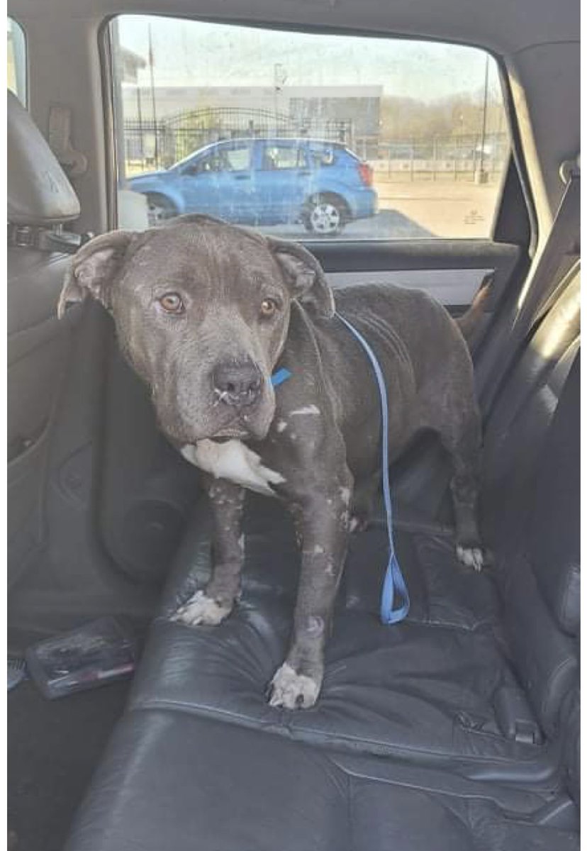 reddogsusie's tweet photo. STORT IS SAFE❤️🎉❤️
Thanks to STRONG PAWS
Pledges/donations to: 
Venmo: @strongpawsrescue 
PayPal: strongpawsrescue@gmail.com 
Website: https://t.co/vcAf56S7Ey
Mail:5001 State Highway 23, Suite 3 PMB #205  Oneonta, NY 13820
Pls ref:Stort #MASA9817
ThankU to all who helped him🥰 https://t.co/3bBbH6RAzX