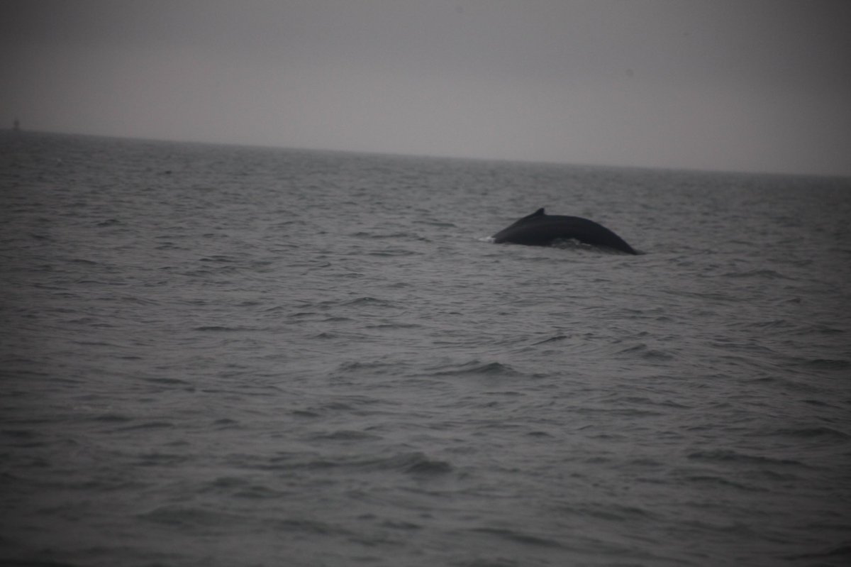 Alasdair_Sim's tweet photo. Friendly seals and a humpback whale #DecemberAdventures #Scotland #Forth https://t.co/3Q2JtBHHP7