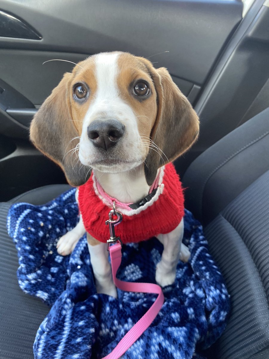 stellaellaayee's tweet photo. Celebrating my baby girl with a puppuccino cause she’s fully vaccinated 🥳 https://t.co/bDYbSqQalr