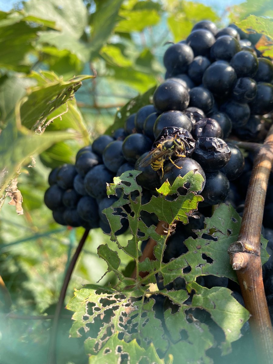 Leslie Holland, PhD (@leslieholland_) on Twitter photo Interested in the interactions between insects and plant pathogens??? 🐝 🧫
<a href="/WI_fruit_ento/">The Guédot Lab</a> <a href="/LeslieHolland_/">Leslie Holland, PhD</a> <a href="/WIFruitNews/">Wisconsin Fruit News</a>
Available PhD Assistantship at UW-Madison:
tinyurl.com/wasp-microbes Interested in the interactions between insects and plant pathogens??? 🐝 🧫
<a href="/WI_fruit_ento/">The Guédot Lab</a> <a href="/LeslieHolland_/">Leslie Holland, PhD</a> <a href="/WIFruitNews/">Wisconsin Fruit News</a>
Available PhD Assistantship at UW-Madison:
tinyurl.com/wasp-microbes